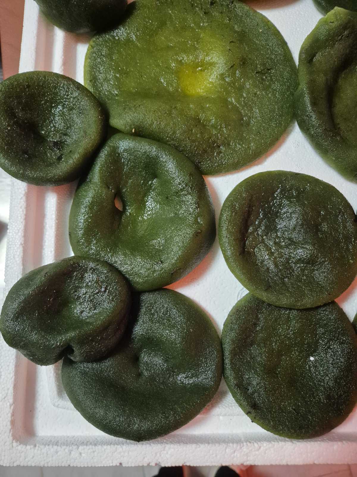 Codium bursa boiled